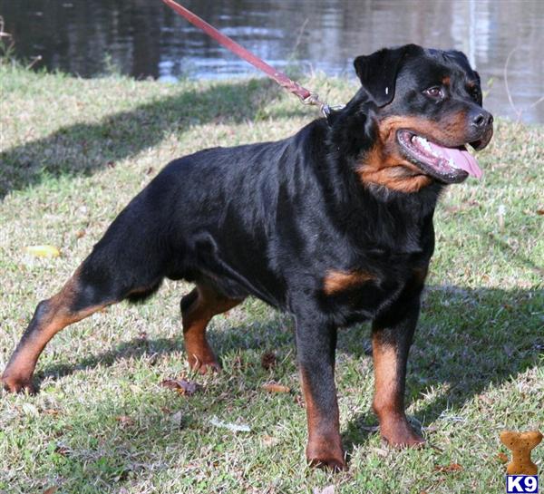 Stud Dogs - Rottweiler